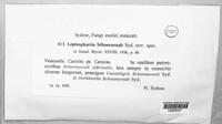 Leptosphaeria schoenocauli image